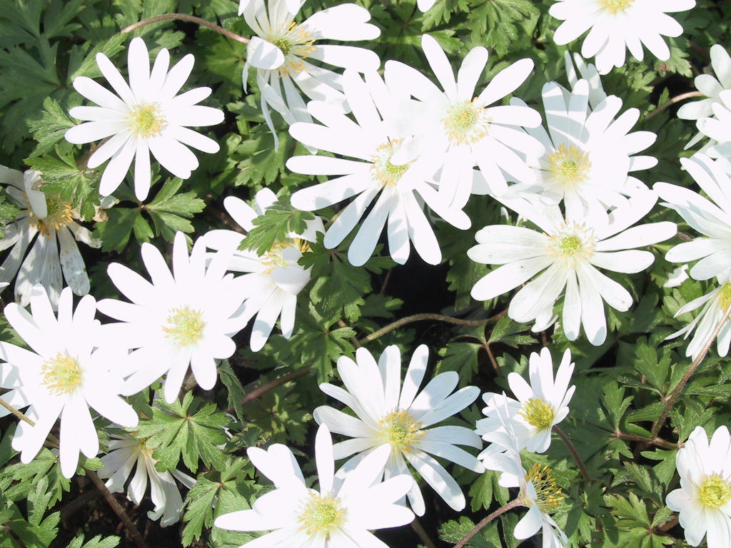 Anemone blanda White Splendour 01.JPG